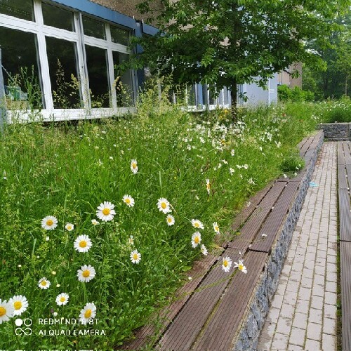 Das Foto zeigt die Wildblumenwiese auf dem Südhof des Gymnasium am Neandertal.